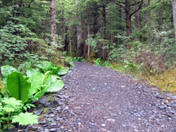 skunk cabbage trail_edited-1